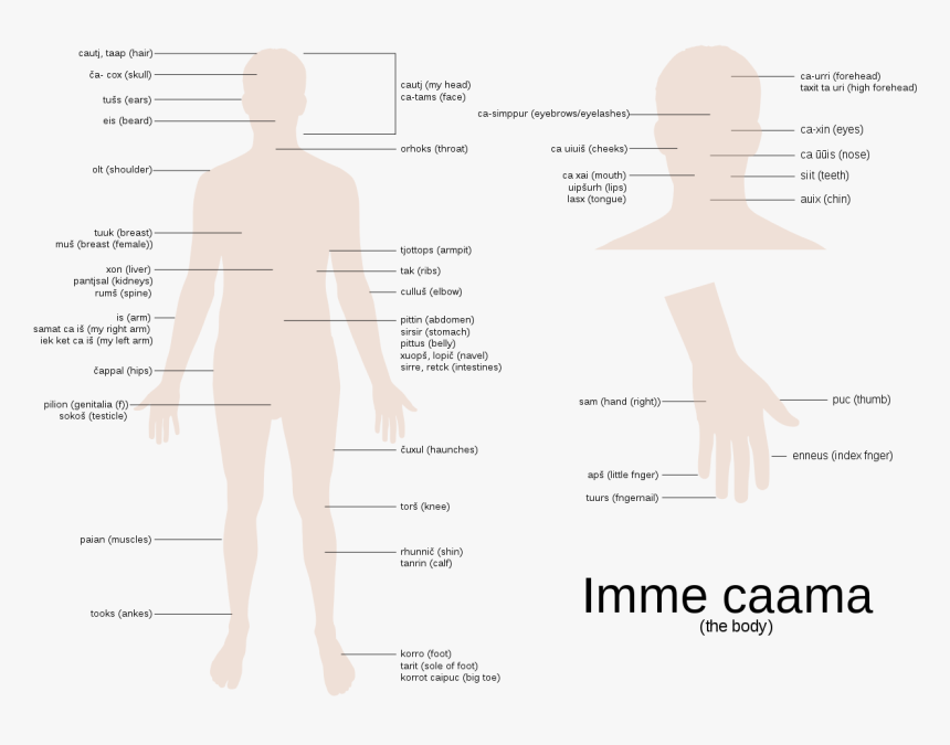 Diagram, HD Png Download