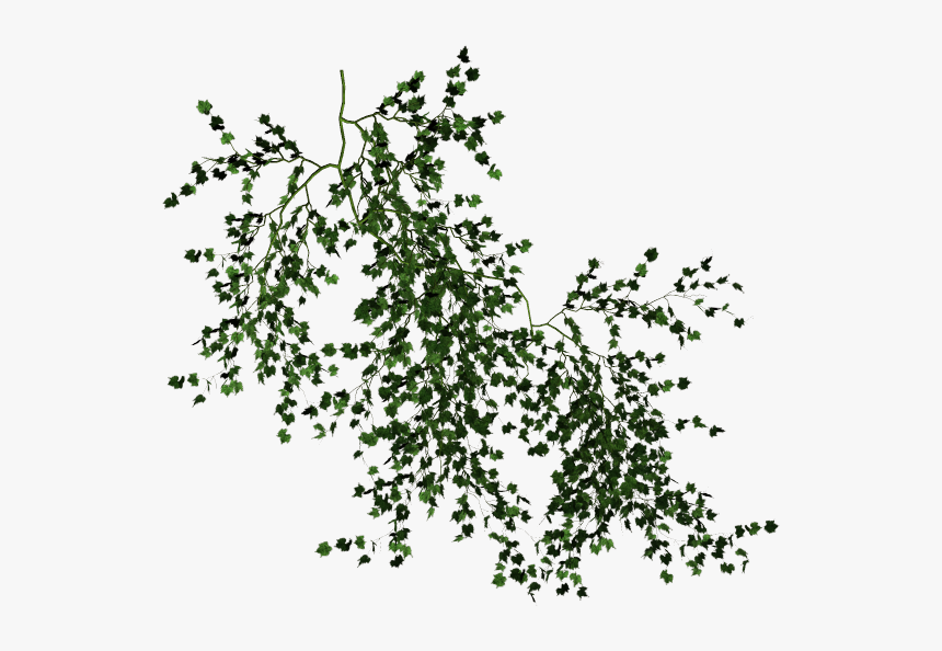 Vine Desktop Wallpaper Tree Clip Art - Transparent Background Vine Png, Png Download