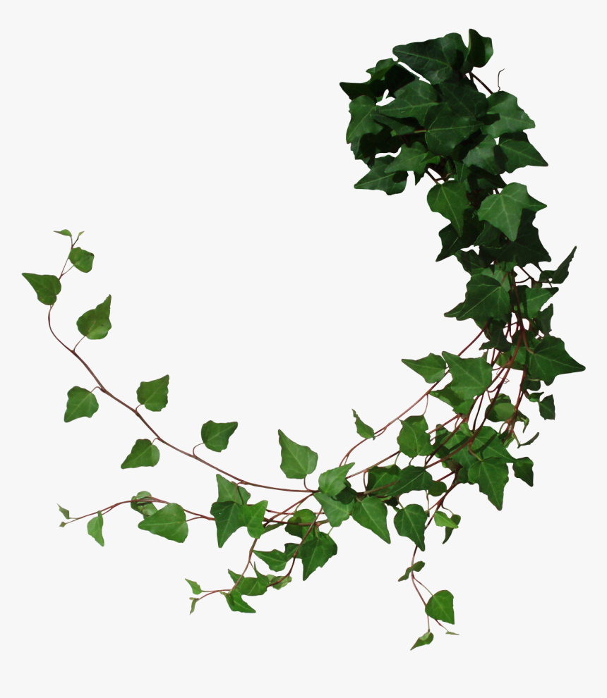Cut From My Photo With Photoshop - Transparent Ivy, HD Png Download