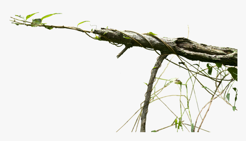 Vine, Cutout, Branch, Nature, Backdrop - Branch Vines, HD Png Download