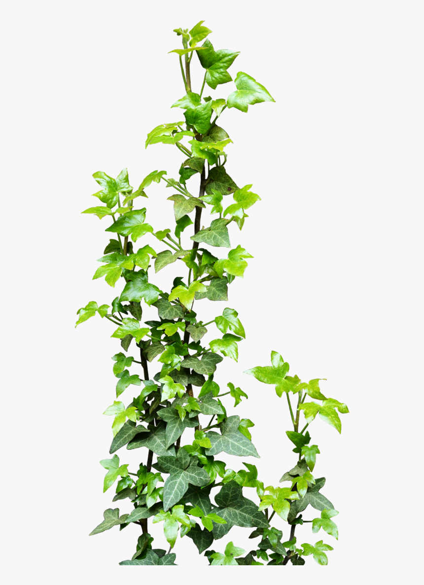 Ivy Vine Png Transparent - Transparent Background Vine Png, Png Download