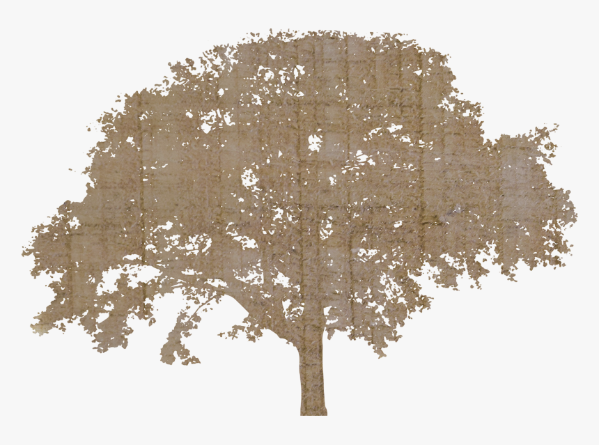 Transparent Background Tree Silhouette, HD Png Download