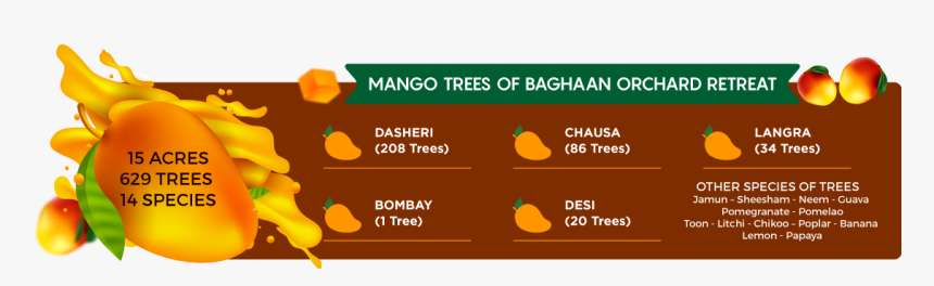 Mango Trees - Squash, HD Png Download