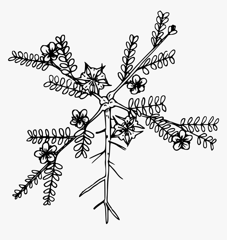 Puncture Vine Clip Arts - Puncture Vine Drawing, HD Png Download