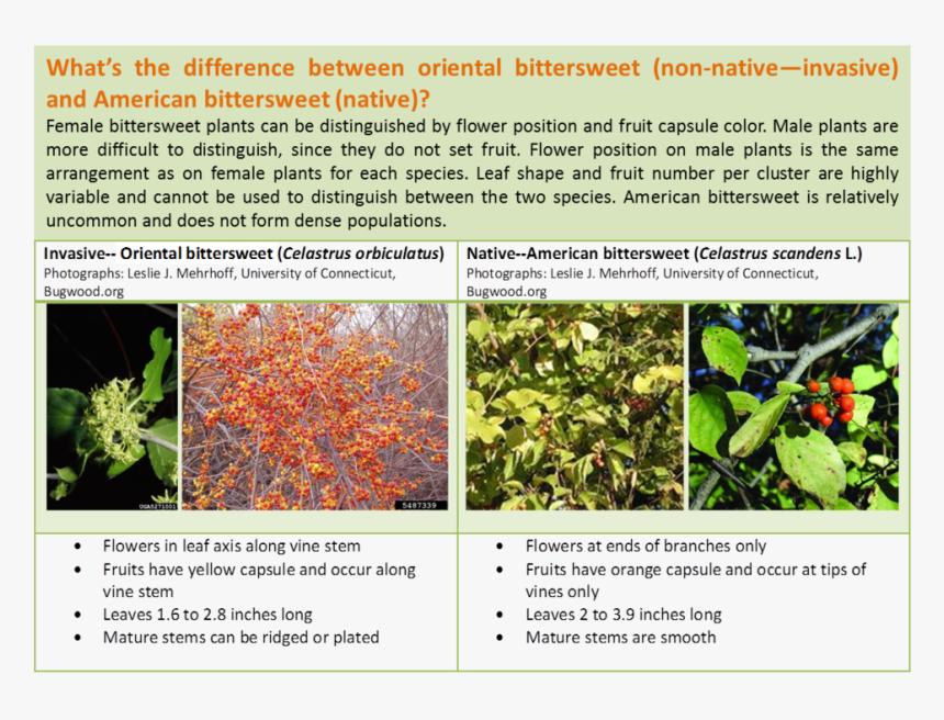 Click Here For More Detailed Information On The Differences - Tree, HD Png Download