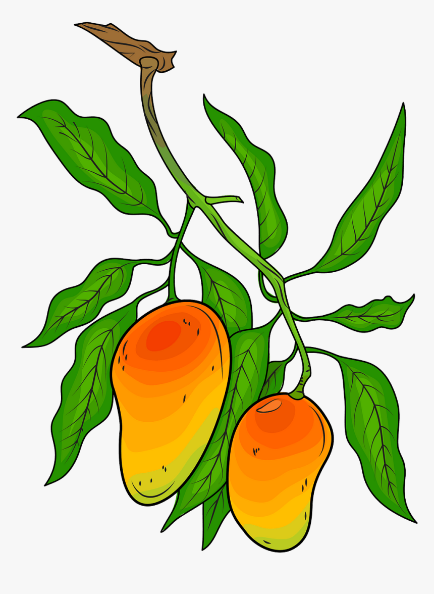 Mango Tree Illustration, HD Png Download
