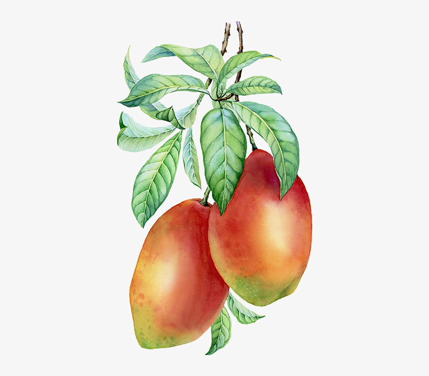 芒果 手繪, HD Png Download