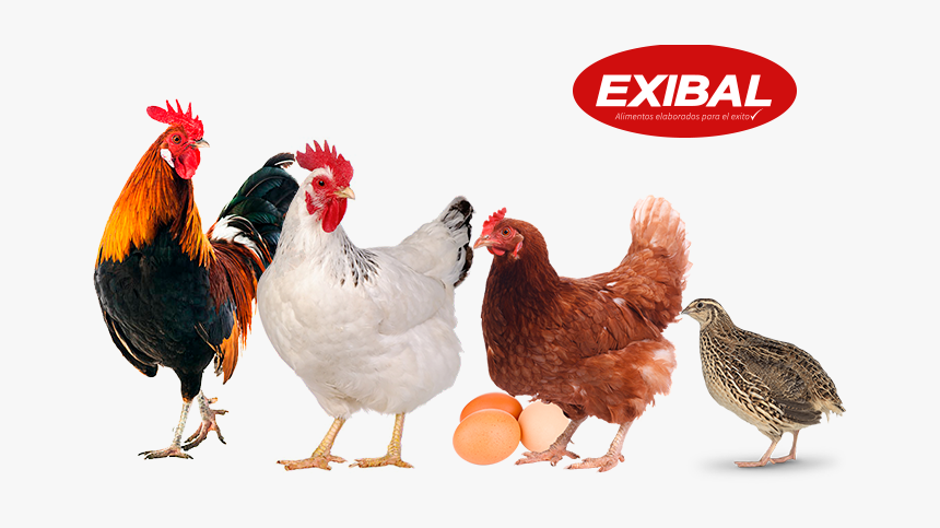 Bioseguridad En Granjas De Aves, HD Png Download