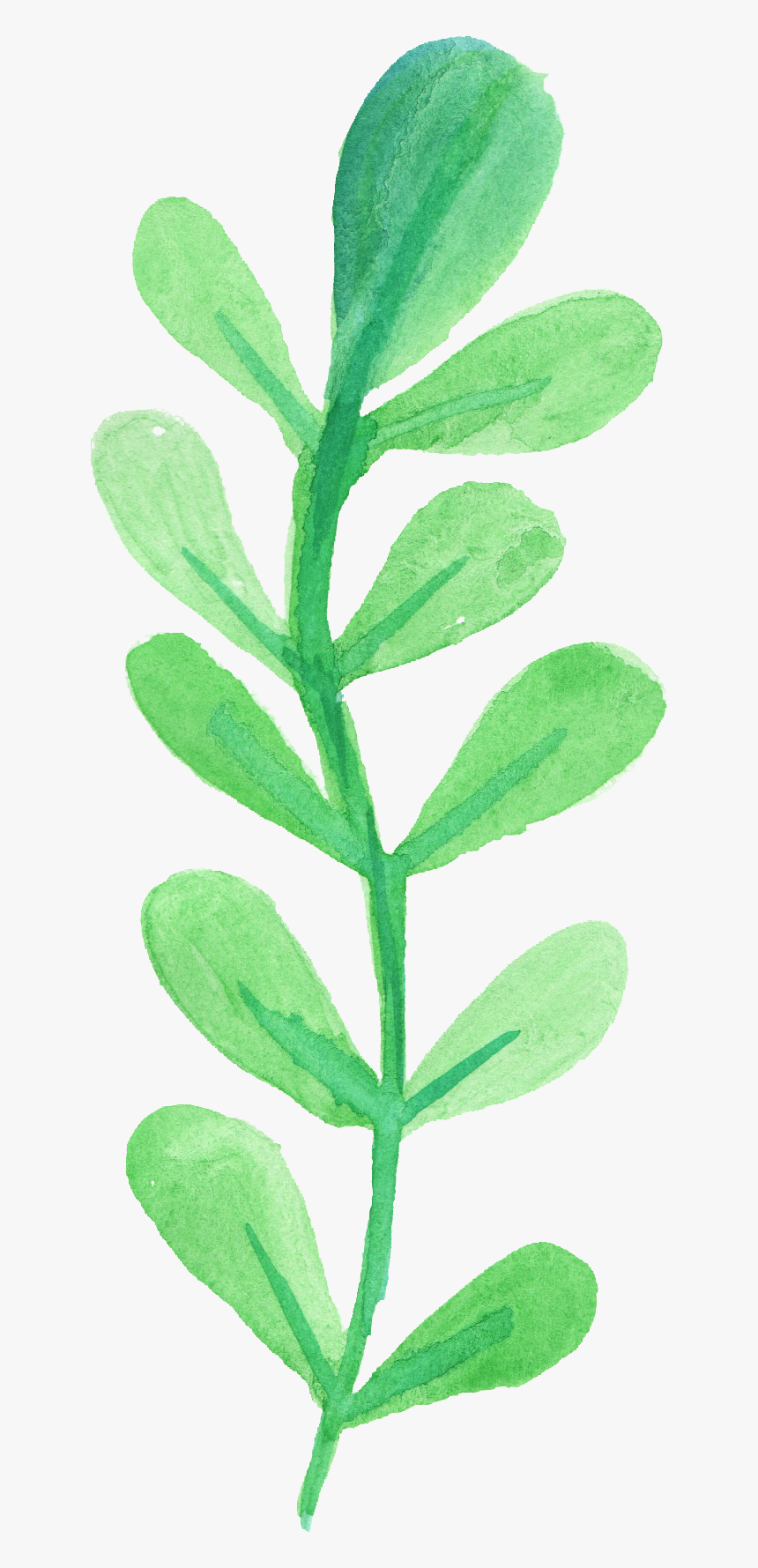 Watercolor Leaves Png - Watercolor Leaves Transparent Png, Png Download