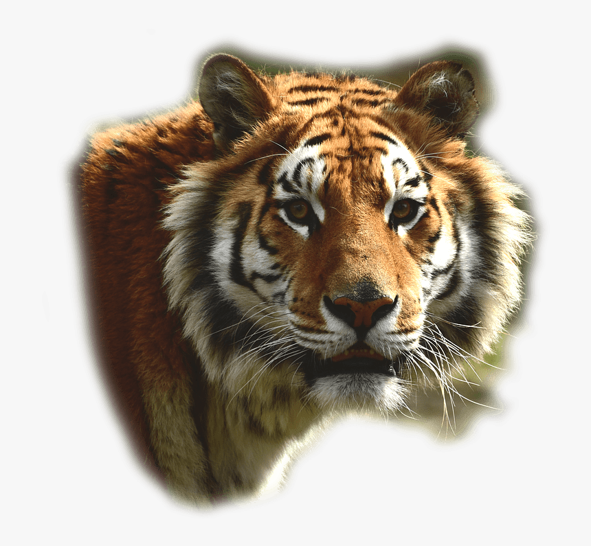 Tigre De Bengala - Bengal Tiger Transparent, HD Png Download