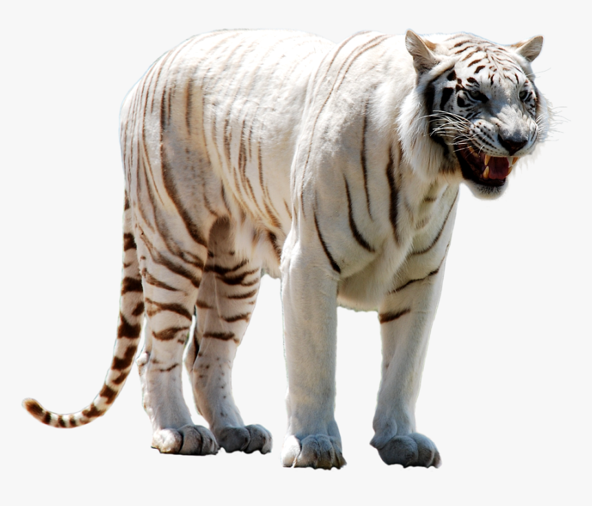 Transparent Tiger Transparent Png - Png Tiger, Png Download