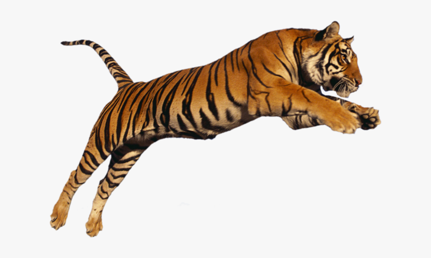 Png Images Tiger, Transparent Png