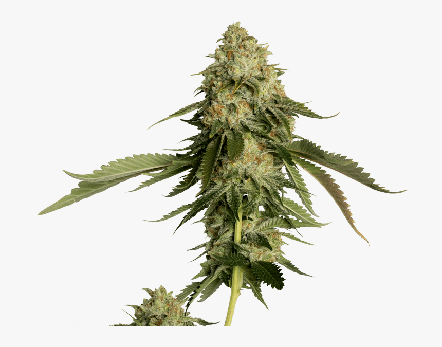 Dna Genetics Weed, HD Png Download