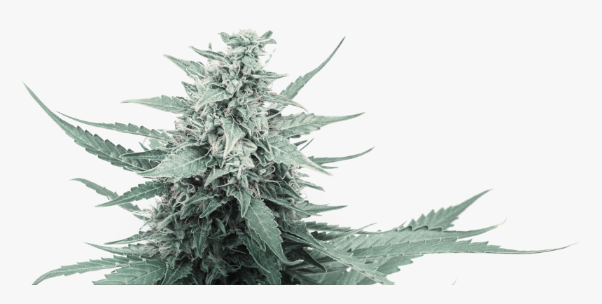 Thorns, Spines, And Prickles, HD Png Download