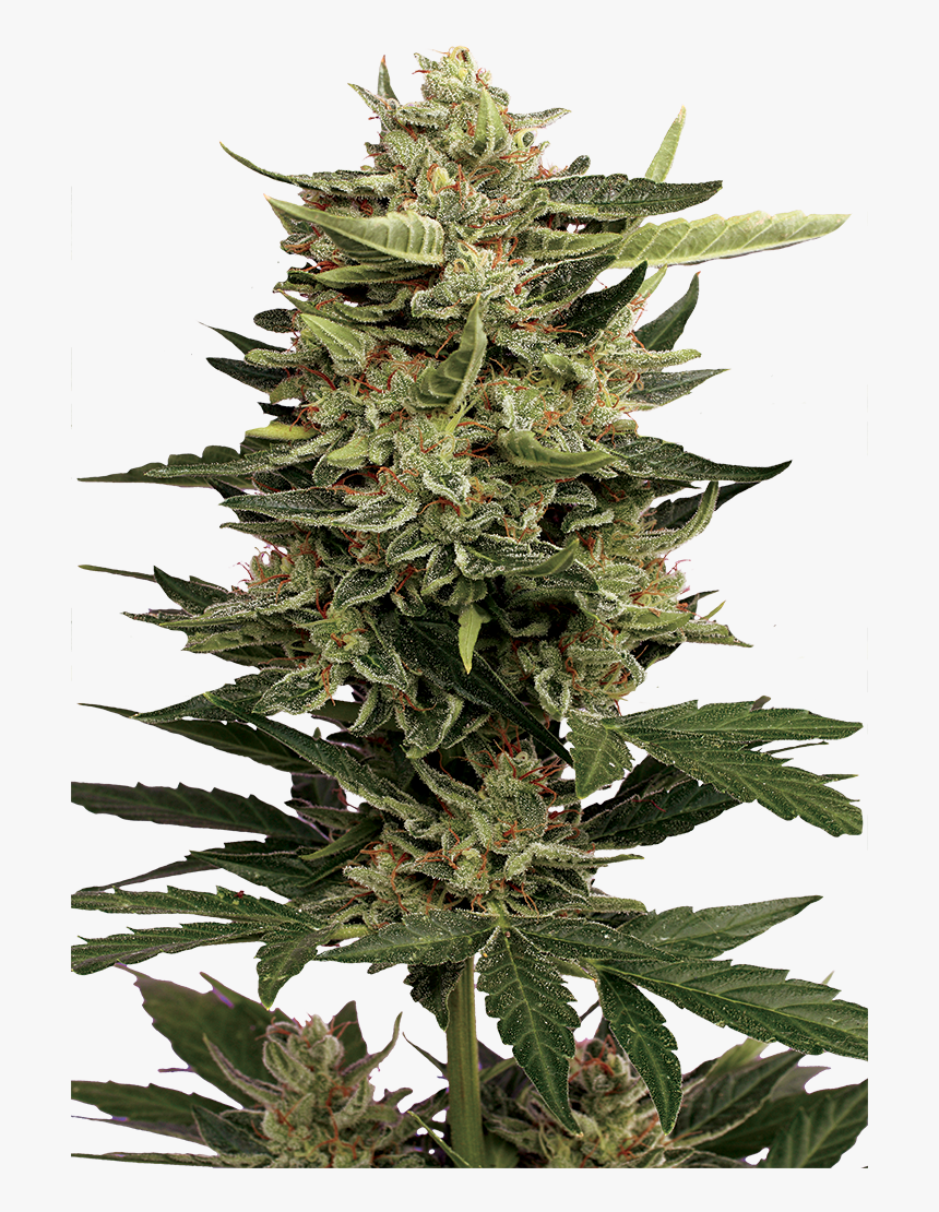 Christmas Tree, HD Png Download