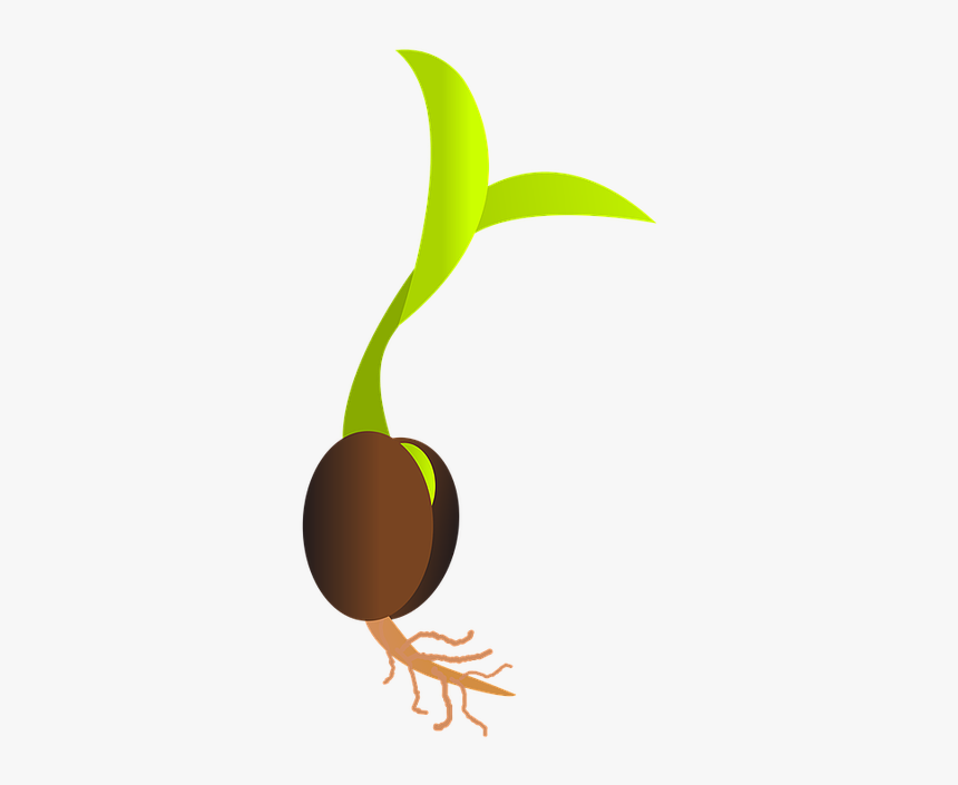 Você Já Se Perguntou Como Germinar Uma Semente De Maconha - Germinating Seed, HD Png Download