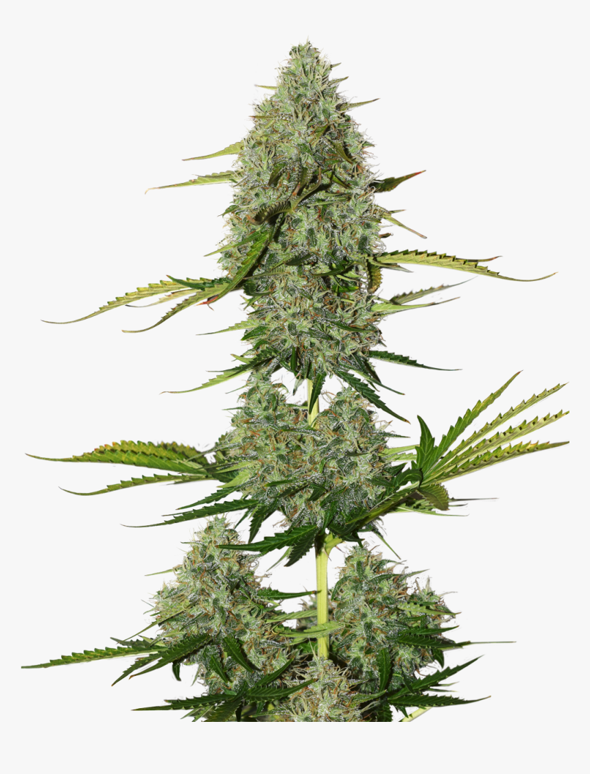 Bcn Critical Xxl Autoflower 
title Bcn Critical Xxl - Bcn Critical Xxl Auto, HD Png Download