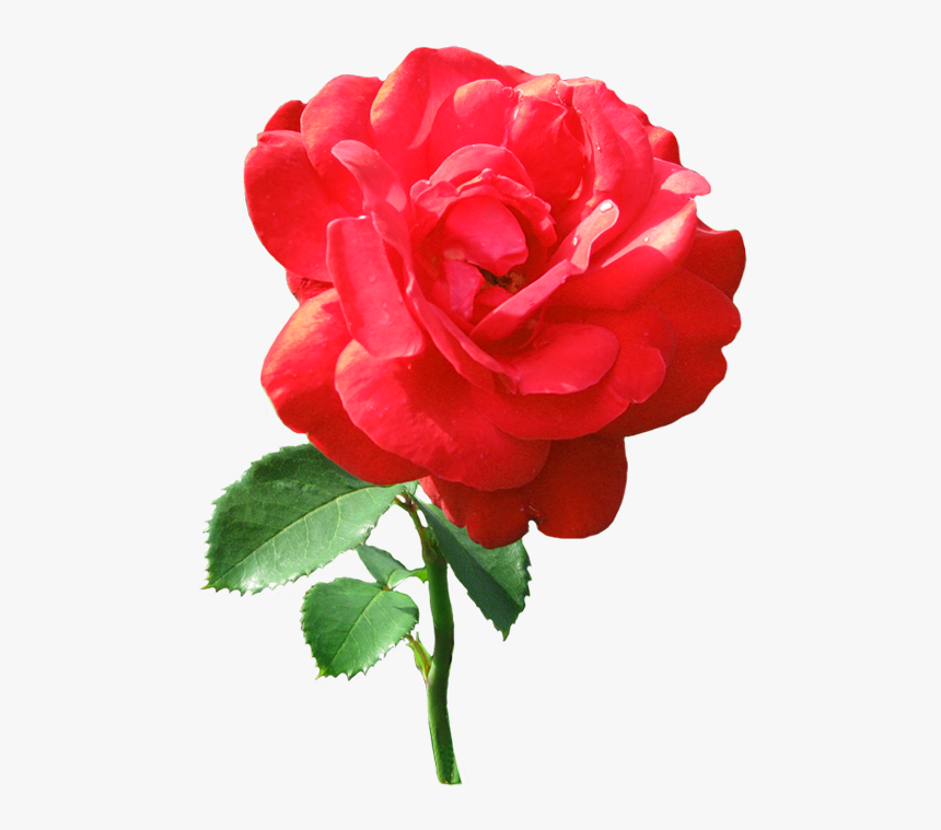 Single Red Rose With Dew Drops - Transparent Single Red Rose, HD Png Download