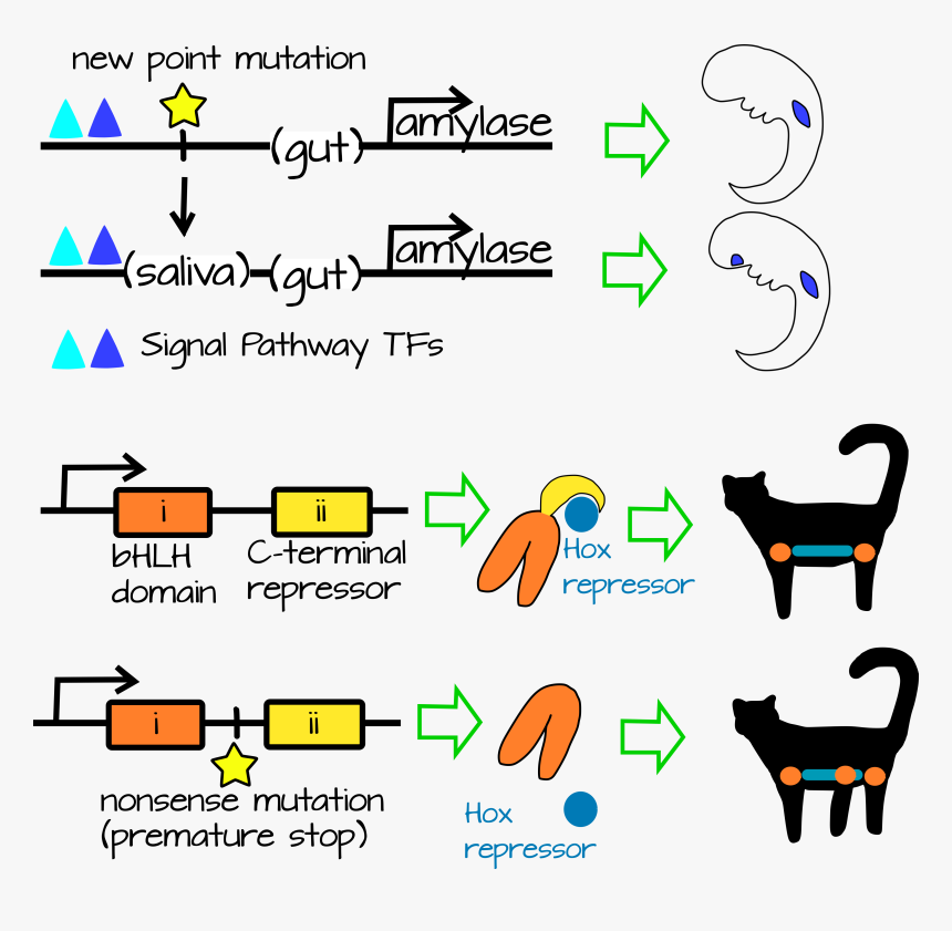 Complexity1, HD Png Download