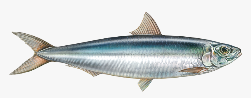 Sardines Fish حرل, HD Png Download