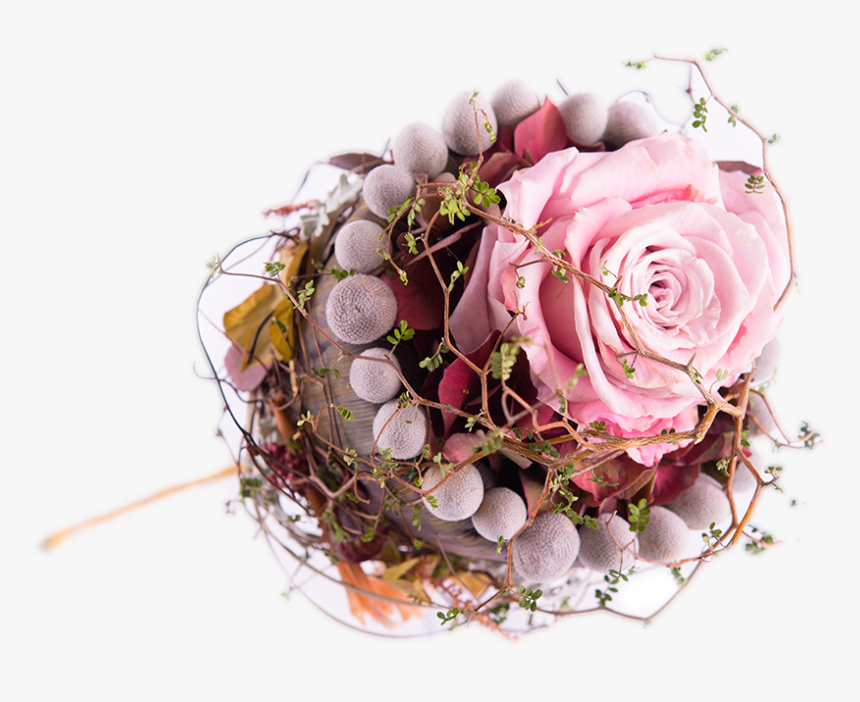 Silvosa Flores, HD Png Download