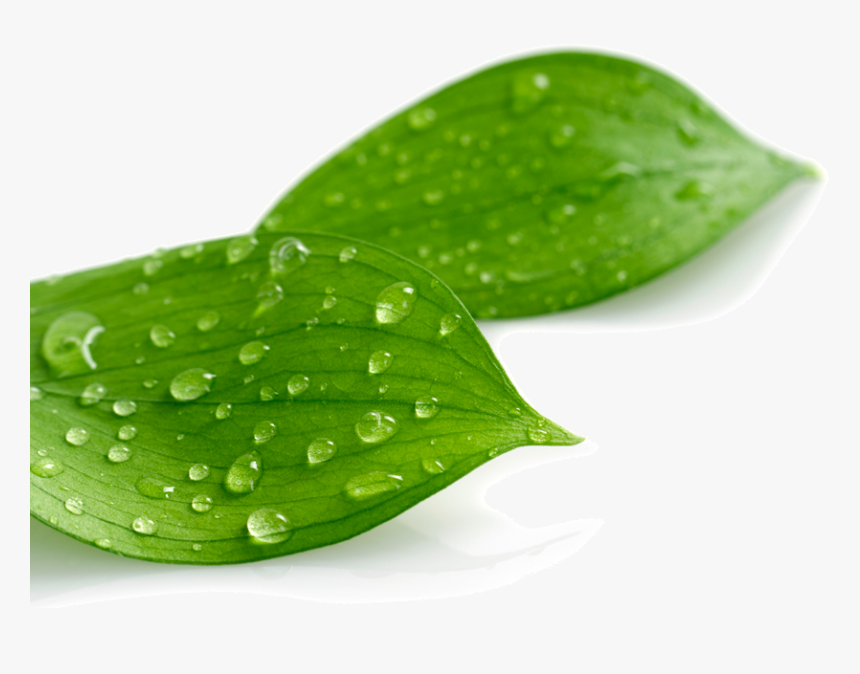 Leaf With Drop Png, Transparent Png