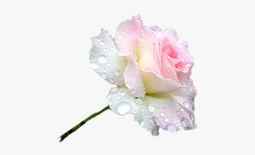 #flower #rose #dewdrops #freetoedit #freetoedit - Ek Is Lief Vir Jou My Dogter, HD Png Download