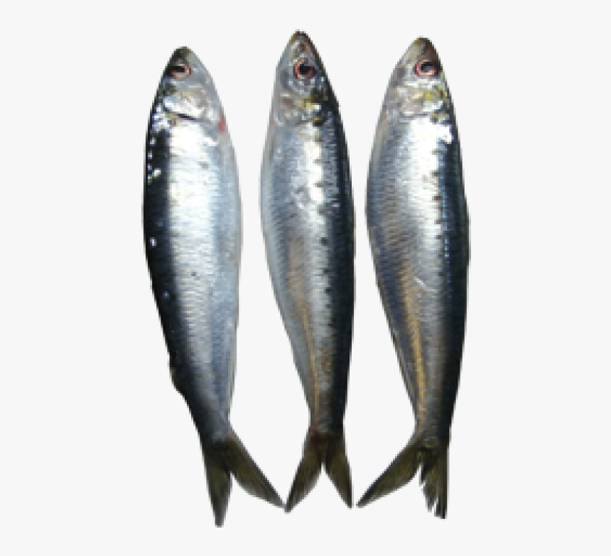Transparent Sardine Clipart - Sardines Png, Png Download