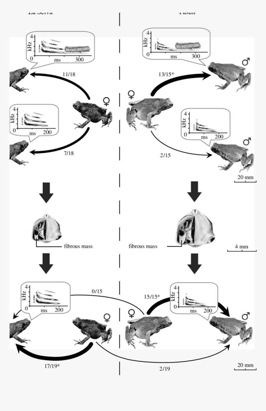 Frames Illustrations Hd Images - Cartoon, HD Png Download