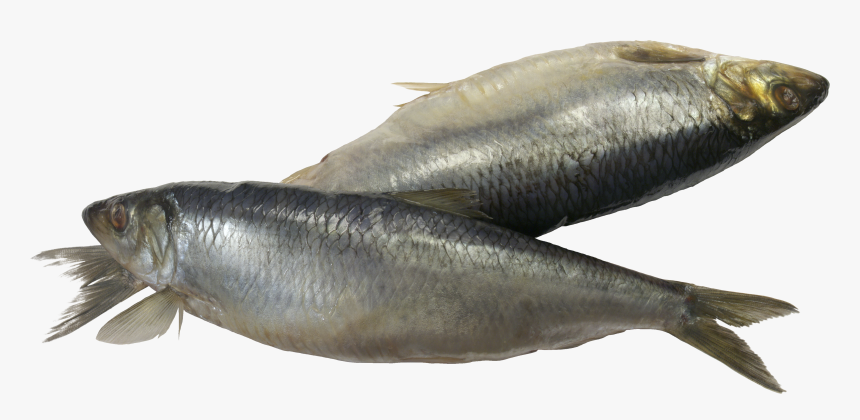Fish Png - Sardine Fish Png, Transparent Png