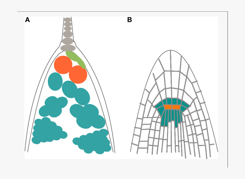 Illustration, HD Png Download