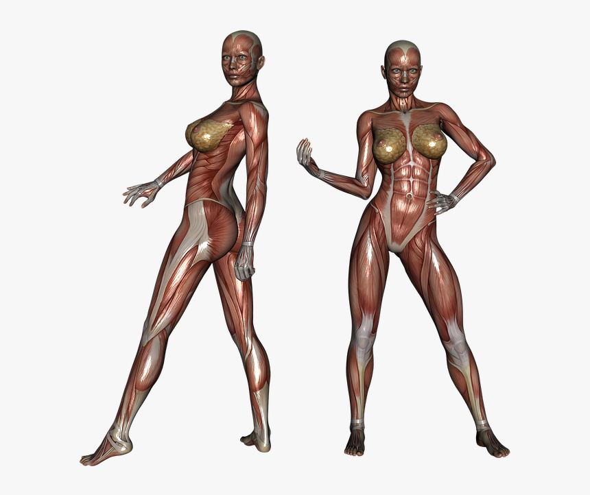 Muscle Muscular Woman Body Bodybuilder Fitness - Mirror Smart Clothing, HD Png Download