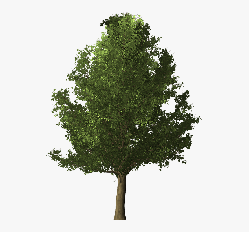 Ginkgo Tree, Ginkgo, Tree, Deciduous, Nature, Leaf - High Resolution Trees Png, Transparent Png