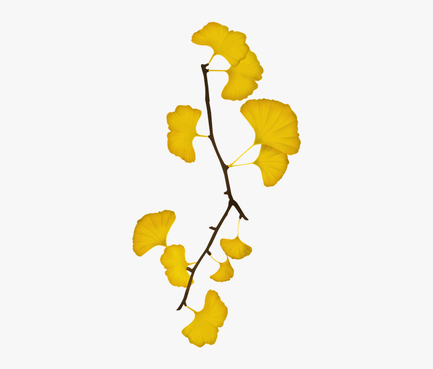 Ginkgo, Bank Leaves, Bank, The Leaves - Yellow Ginkgo Ginkgo Leaves Png, Transparent Png