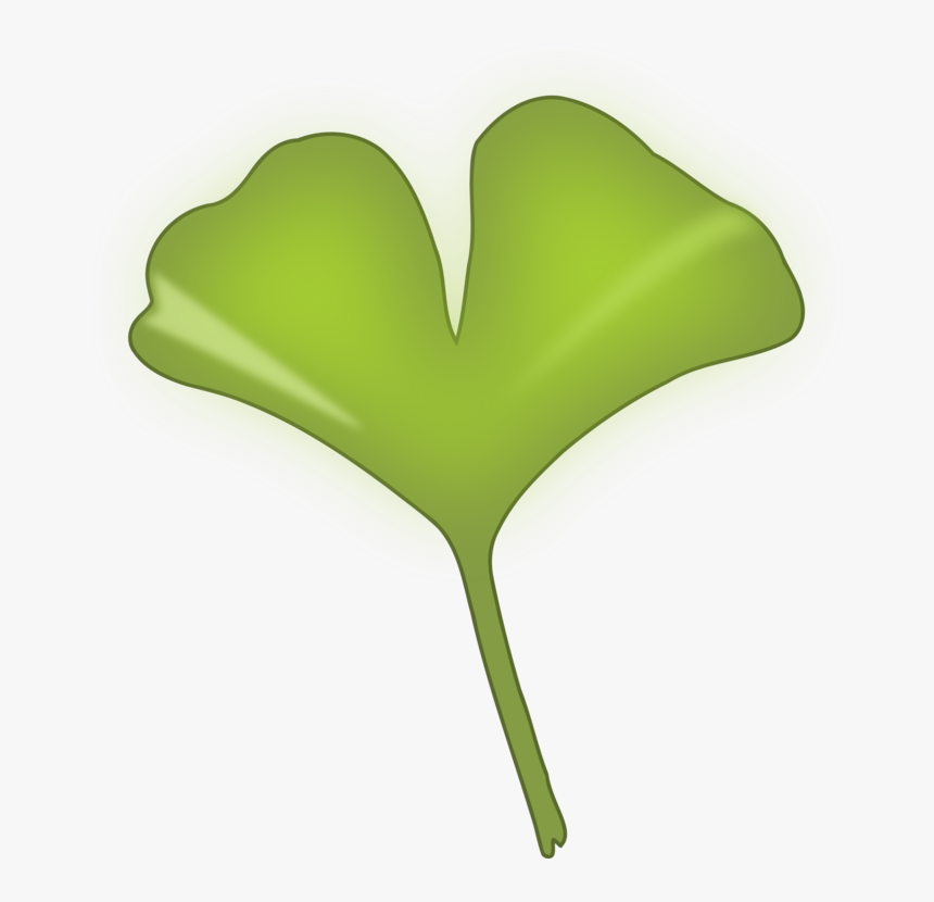 Plant Stem,leaf,grass - Ginkgo Biloba Leaf Png, Transparent Png