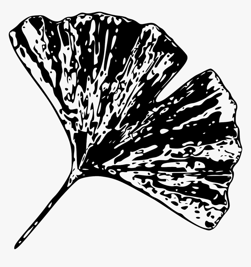 Black And White Gingko Leaf, HD Png Download