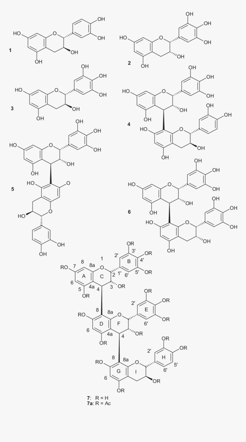 Ginkgo Biloba Chemistry, HD Png Download