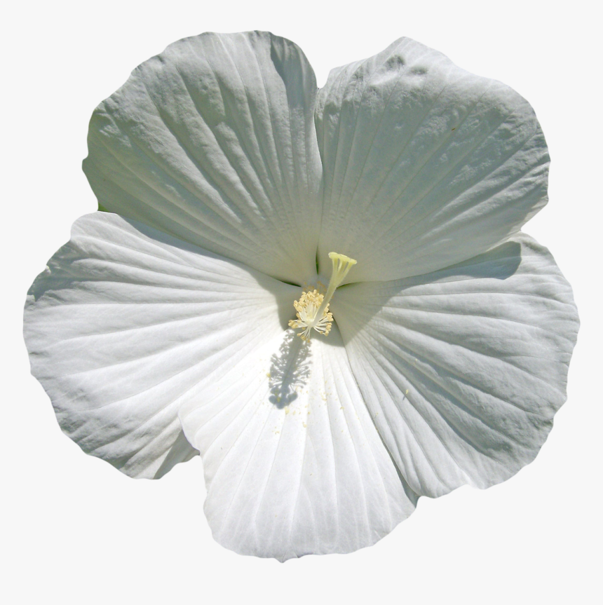 White Hibiscus Flowers Png, Transparent Png