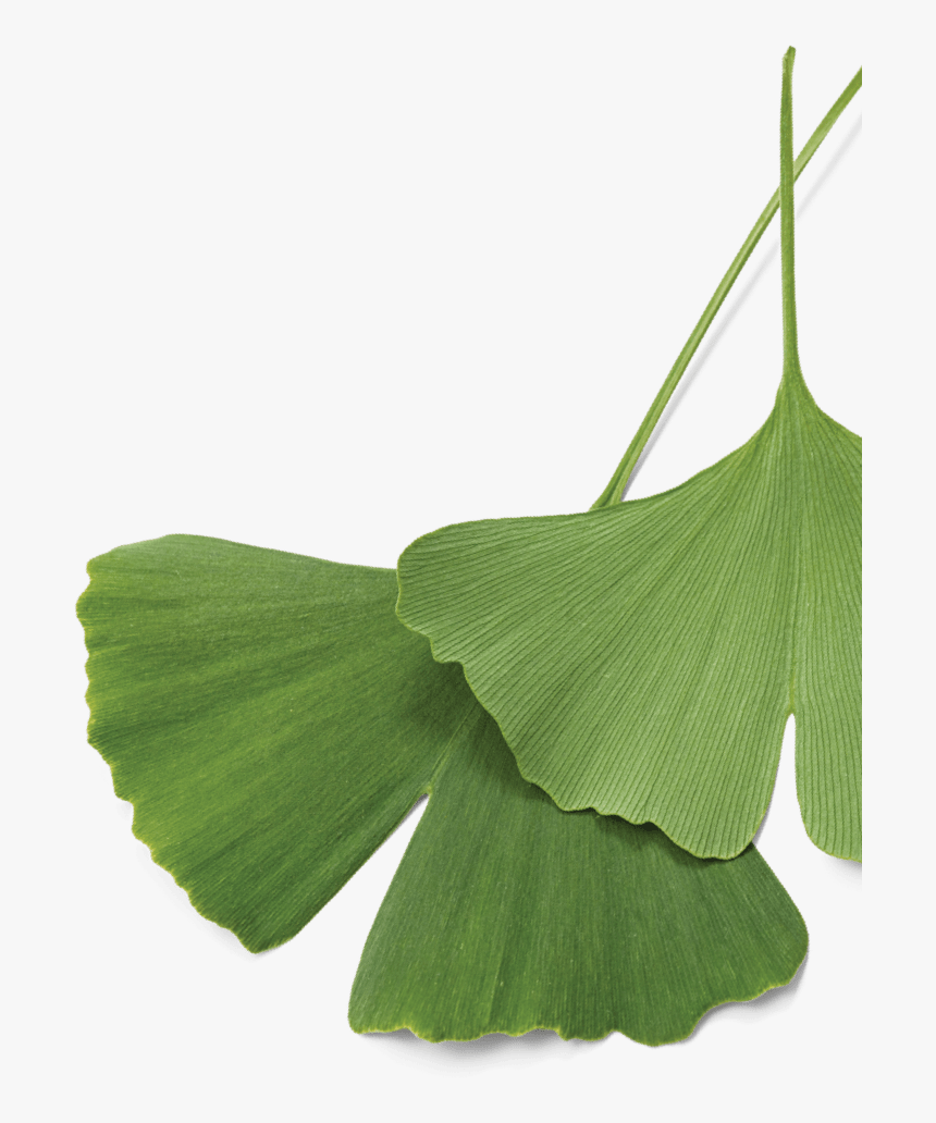 Maidenhair Tree, HD Png Download