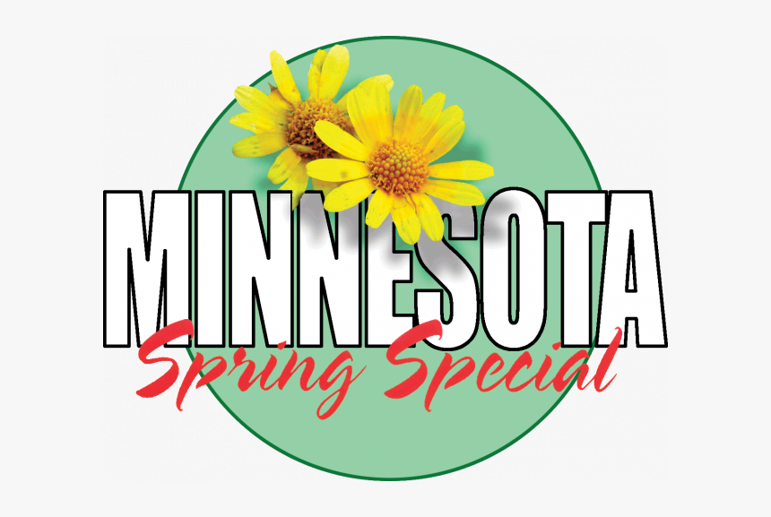 Sunflower, HD Png Download