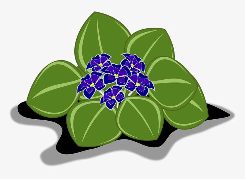 African Violets, HD Png Download