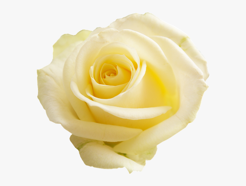 Transparent Flowers Png Transparent - Transparent Background Png Of Roses, Png Download