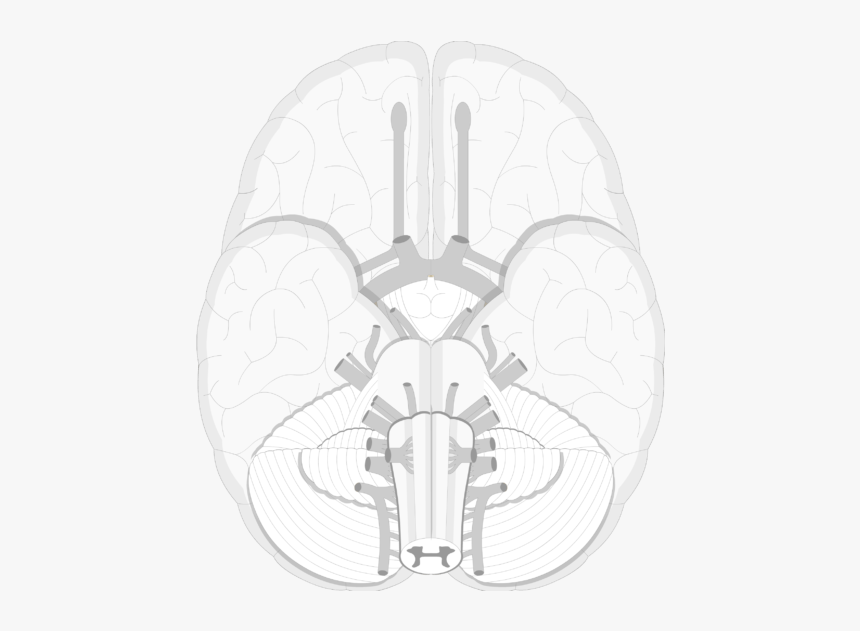An Image Showing A Lower View Of The Brain And The - Trochlear Nerve Png, Transparent Png