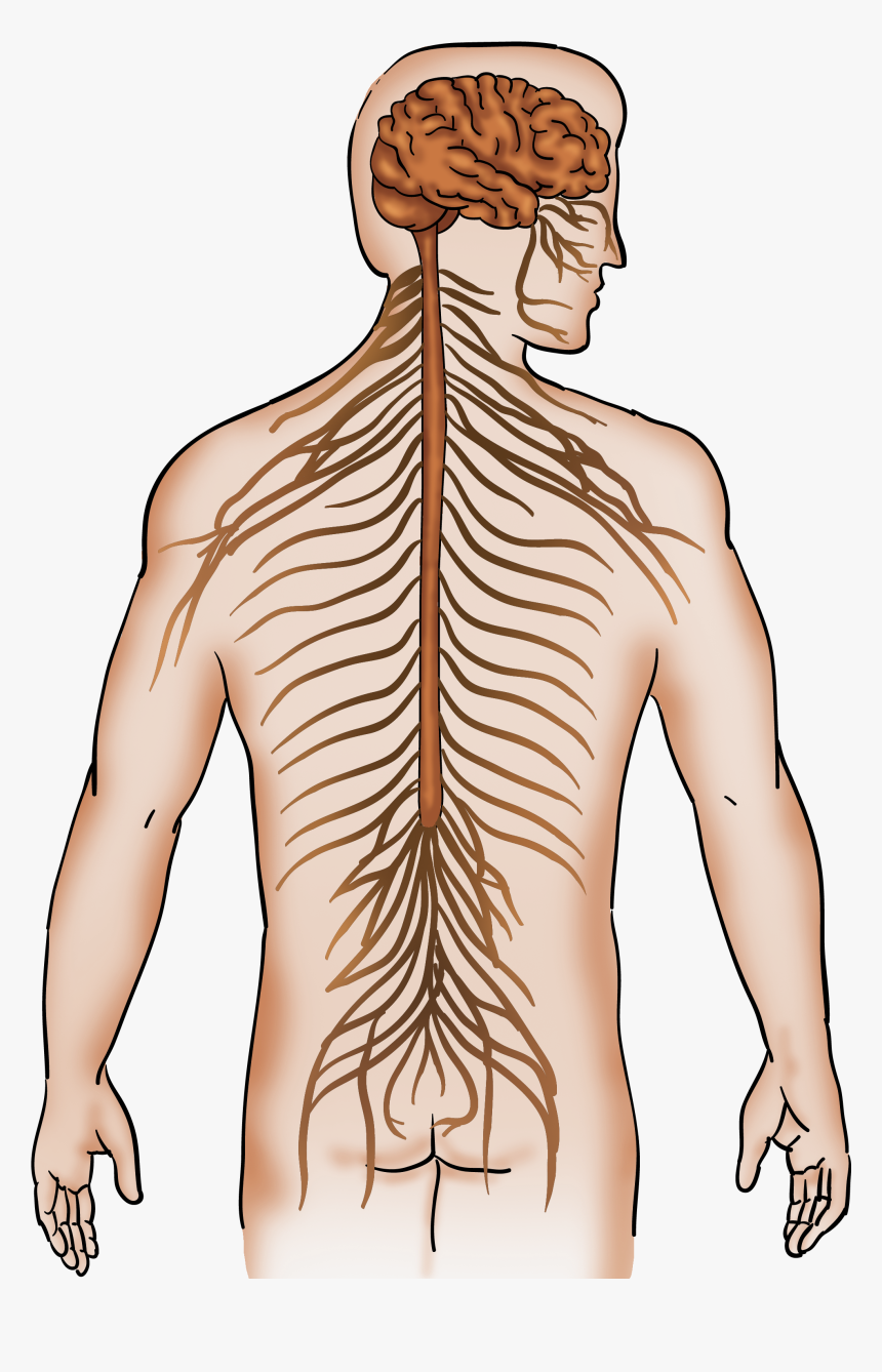 Man, HD Png Download