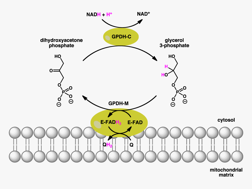 Gpdh Shuttle - Glycerol 3 Phosphate Dehydrogenase Reaction, HD Png Download