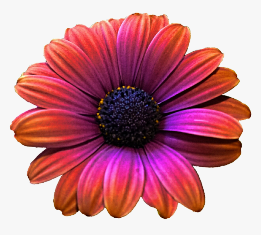 Pink Gerbera Png High-quality Image - Rainbow Gerbera Daisies, Transparent Png