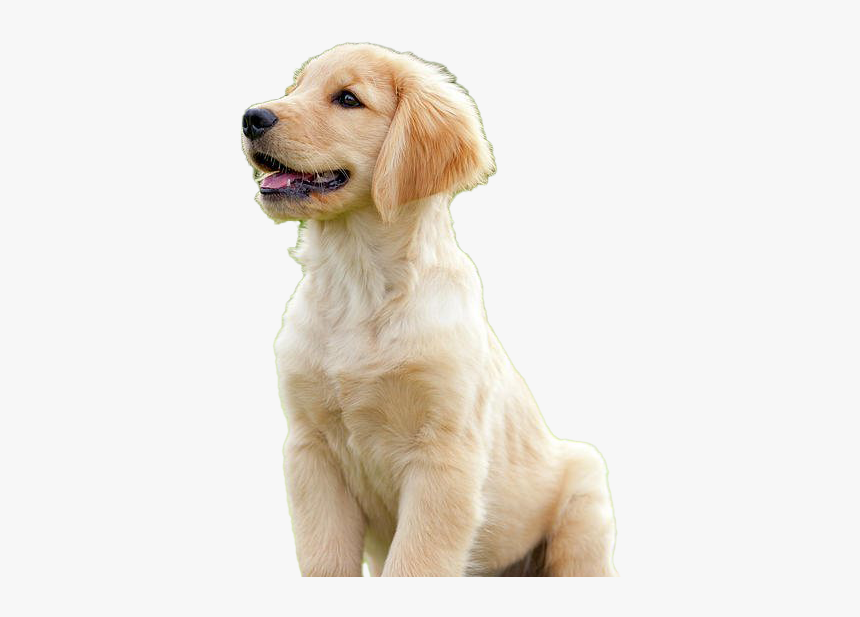 Golden Retriever Puppy Png Download Image - Golden Retriever, Transparent Png