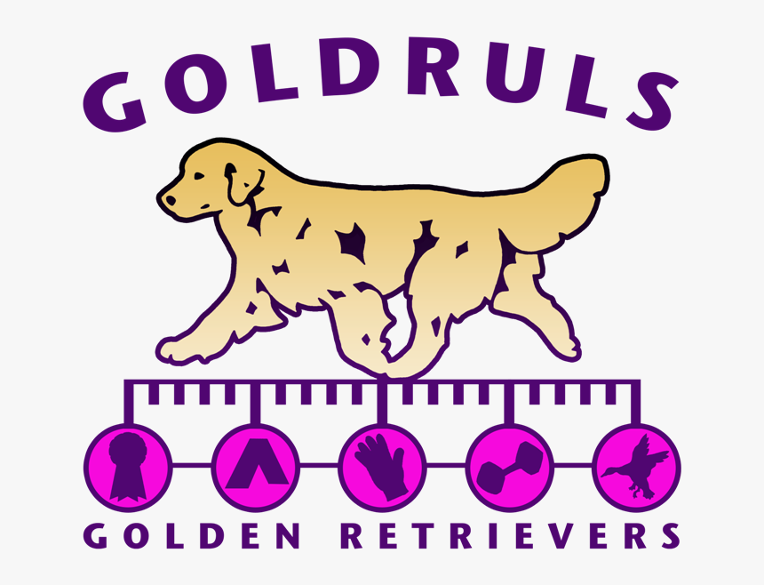 Golden Retriever, HD Png Download