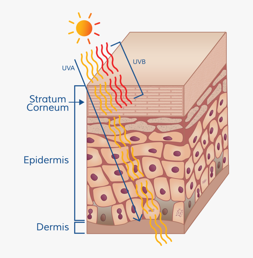 Ultraviolet Radiation  from The Sun Is Grouped Into, HD Png Download