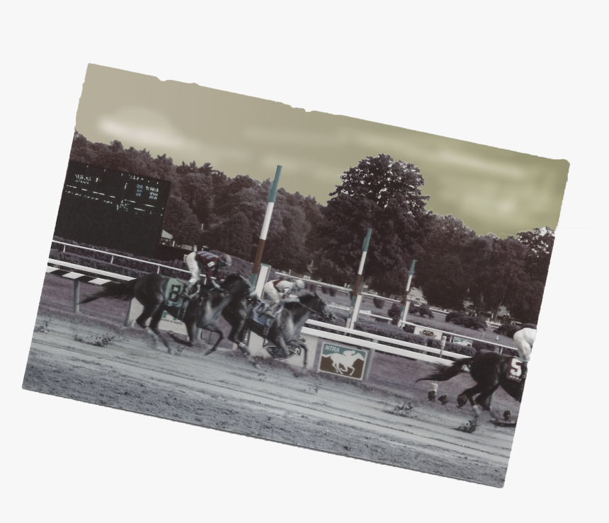 Race-horses - Mare, HD Png Download